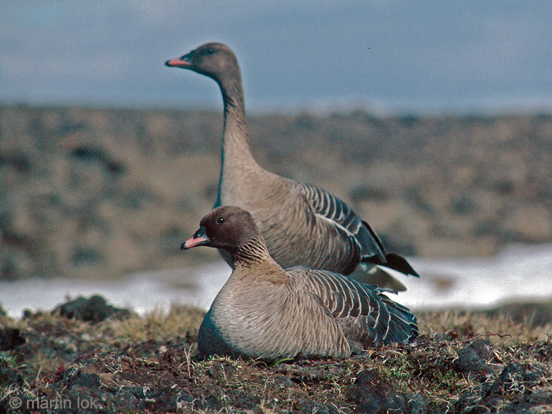 Pink-footed Goose in breeding area - Kleine Rietgans in broedgebied