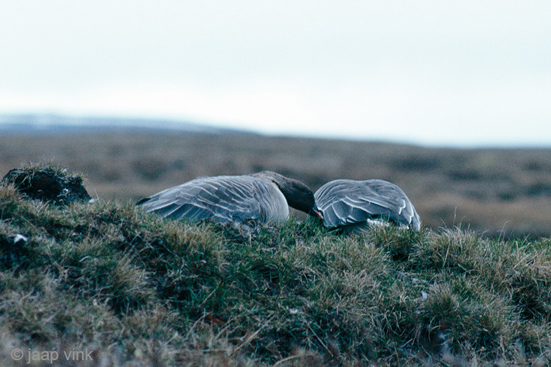 Pink-footed Goose in breeding area - Kleine Rietgans in broedgebied