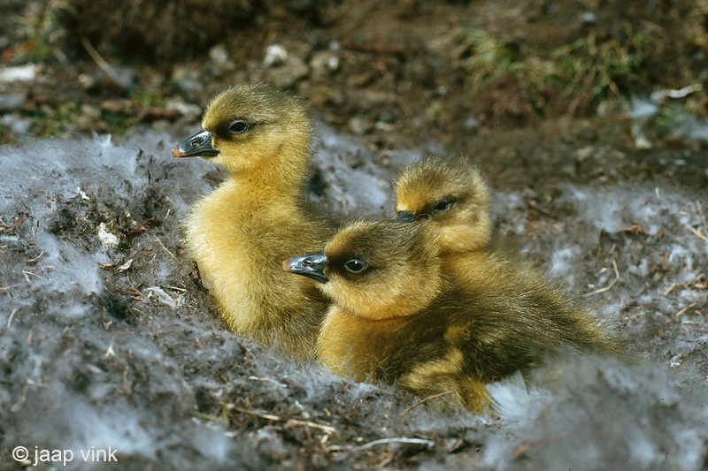 Pink-footed Goose - Kleine Rietgans - Anser brachyrhynchus