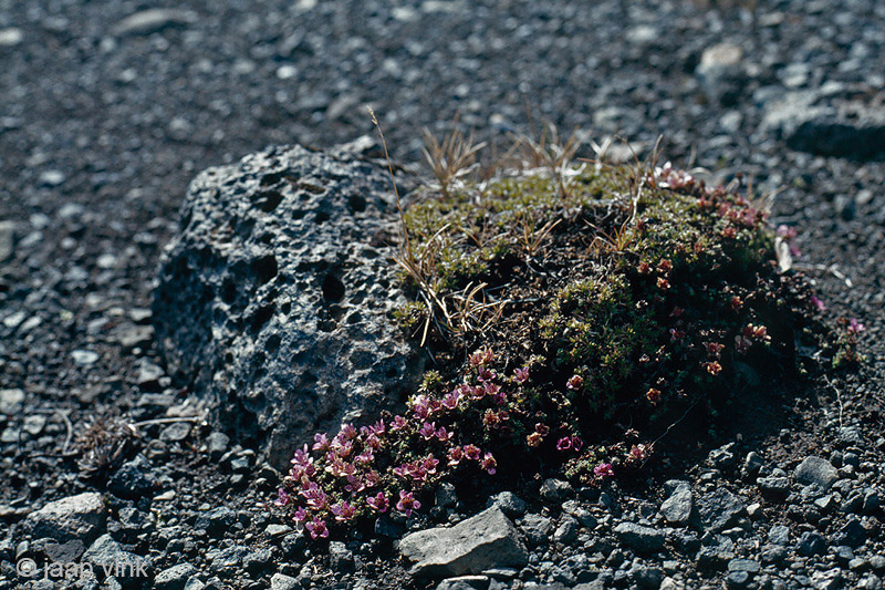 Purple Saxifraga - Zuiltjessteenbreek - Saxifraga oppositifolia