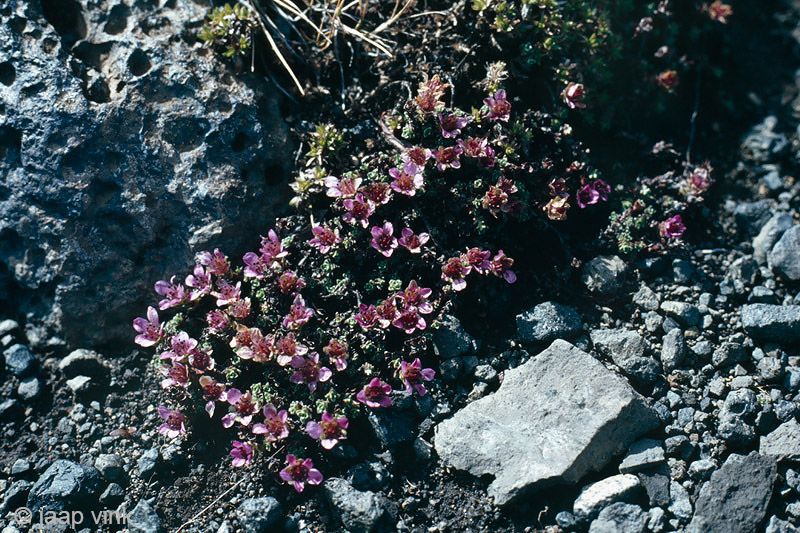 Purple Saxifraga - Zuiltjessteenbreek - Saxifraga oppositifolia