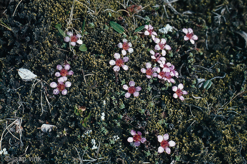 Purple Saxifraga - Zuiltjessteenbreek - Saxifraga oppositifolia