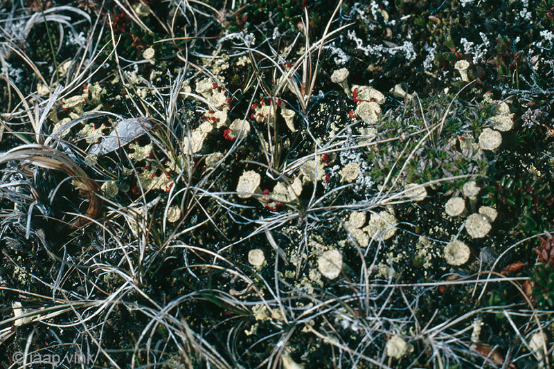 Cladonia spec - Bekermos spec