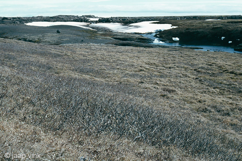 Lodnaver - Kjlkaver