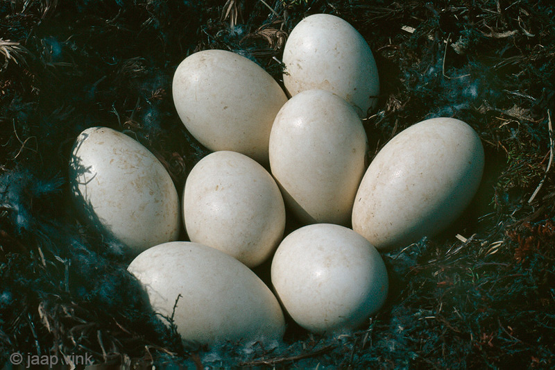 Nest of Pink-footed Goose - Nest van Kleine Rietgans
