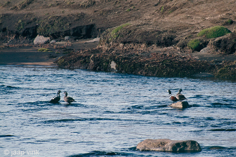 Harlequin duck - Harlekijneend - Histrionicus histrionicus