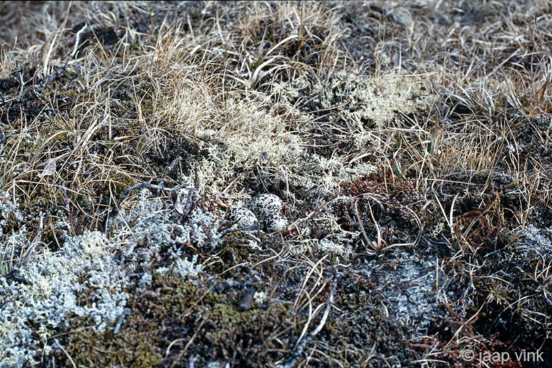 Nest of Golden Plover - Nest van Goudplevier