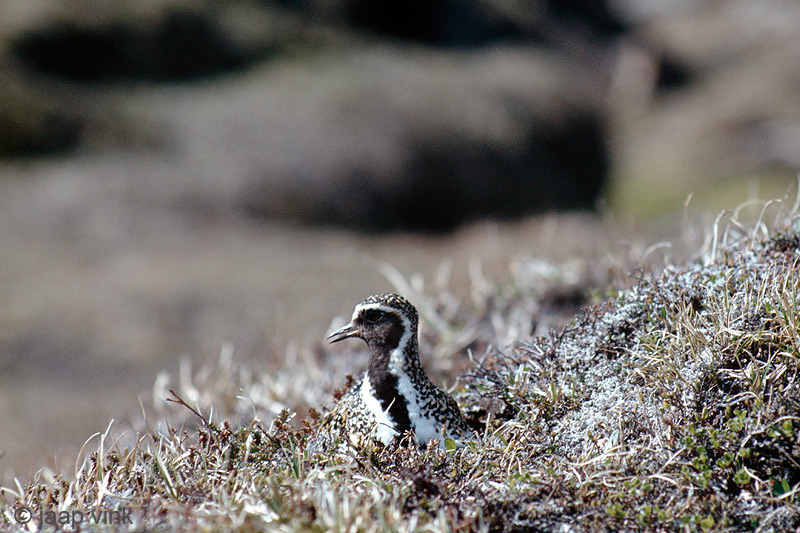 Golden Plover - Goudplevier - Pluvialis apricaria