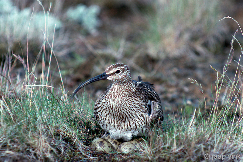 Whimbrel - Regenwulp - Numenius phaeopus