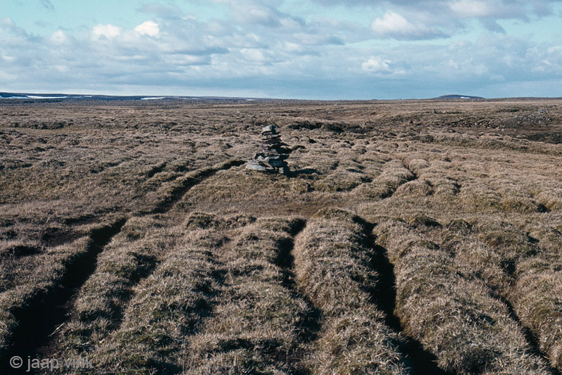 Sheep trail to the summer pastures