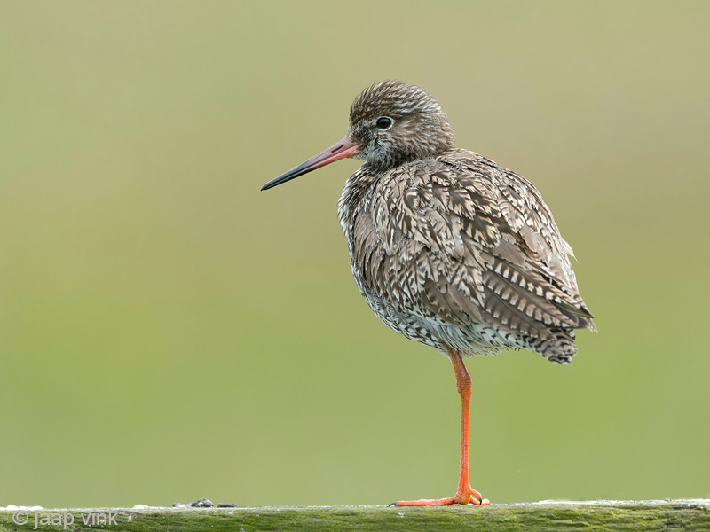 Common Redshank - Tureluur - Tringa totanus