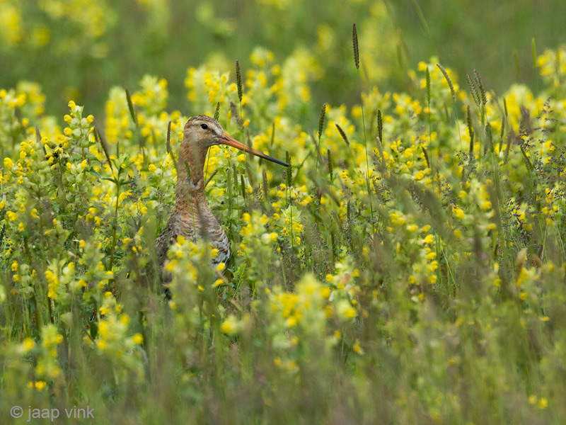 Black-tailed Godwit - Grutto - Limosa limosa