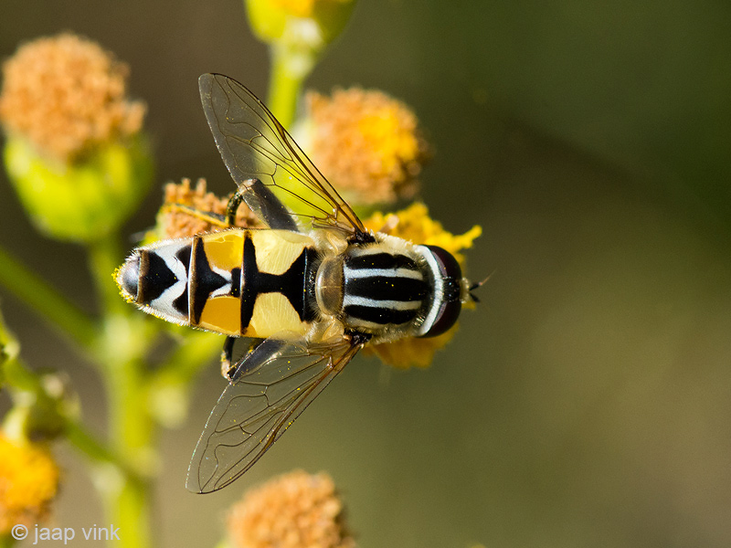 Hoverfly - Citroenpendelvlieg - Helophilus trivittatus