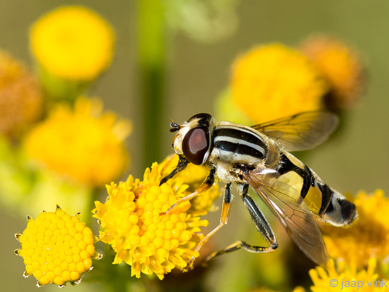 Hoverfly - Citroenpendelvlieg - Helophilus trivittatus