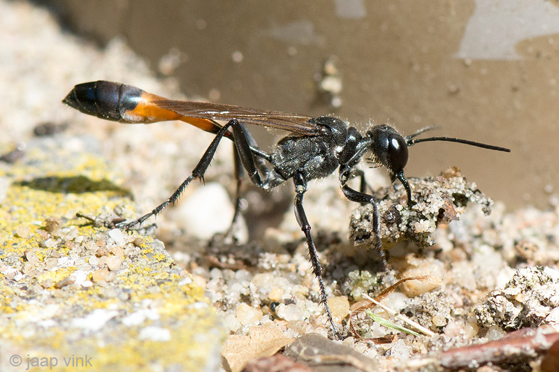 Red-banded Sand Wasp - Grote Rupsendoder - Ammophila sabulosa