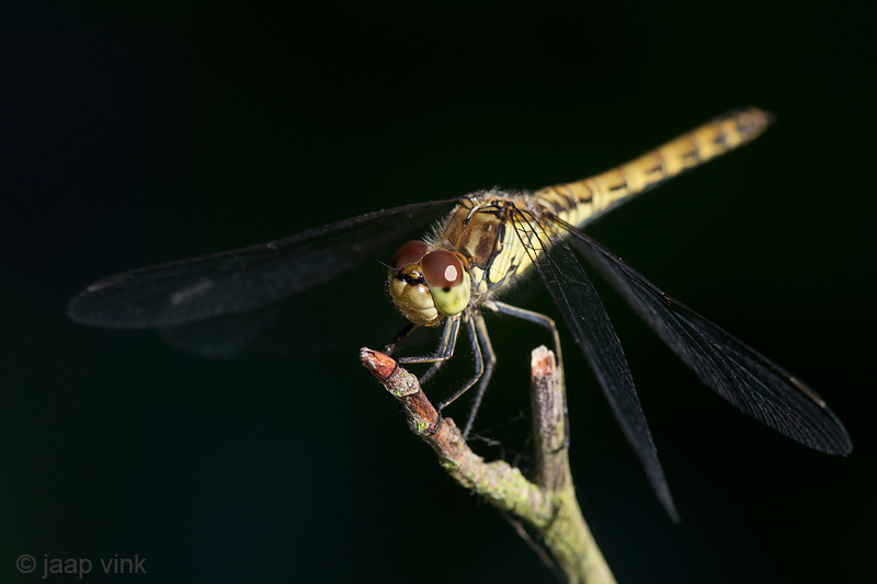 Moustached Darter - Steenrode Heidelibel - Sympetrum vulgatum