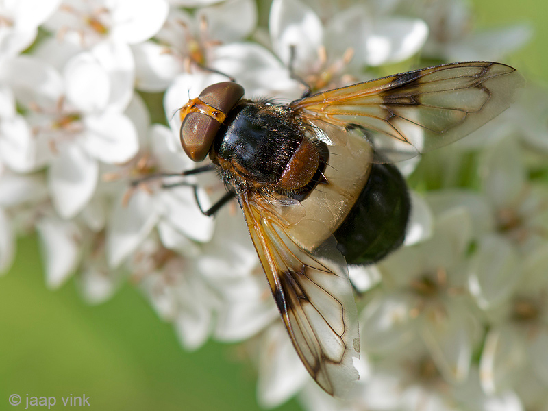 Pellucid fly - Witte Reus - Volucella pellucens