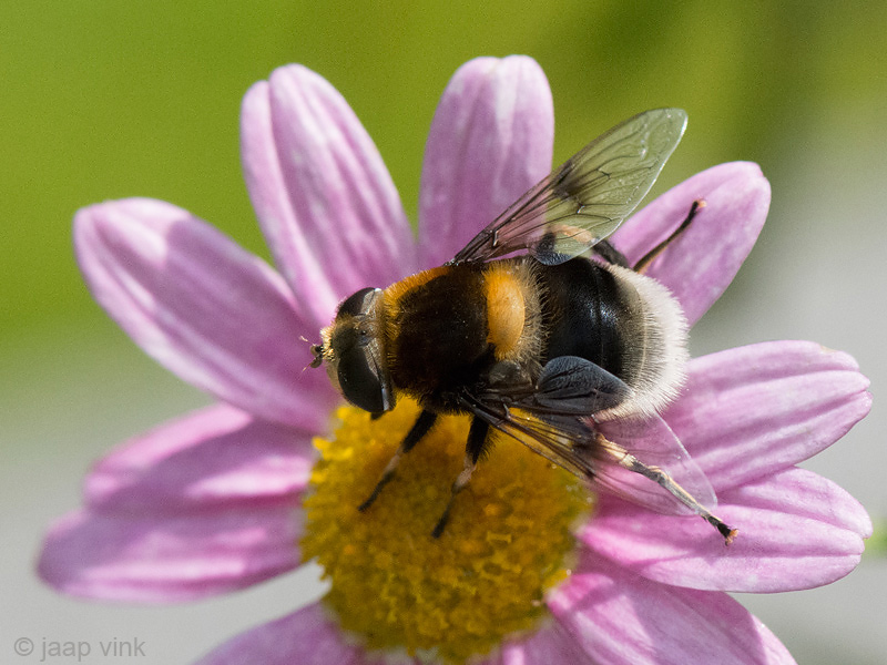 Hoverfly - Hommelbijvlieg - Eristalis intricaria