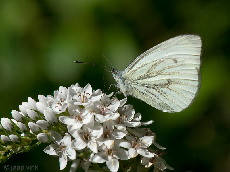 Green-veined White - Klein Geaderd Witje - Pieris napi