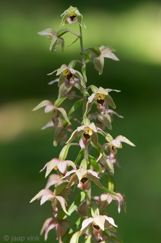 Broad-leaved Helleborine - Breedbladige Wespenorchis - Epipactis helleborine