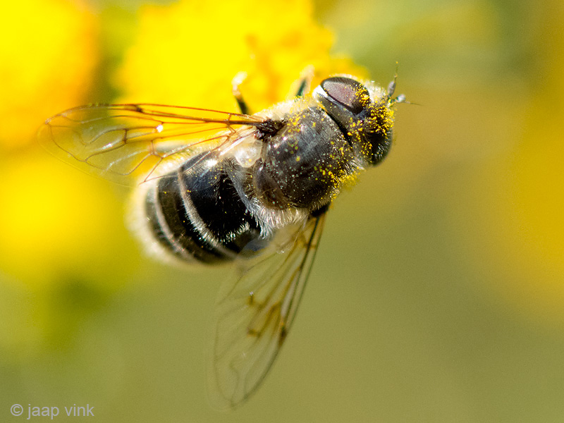 Hoverfly - Kustbijvlieg - Eristalis abusiva 