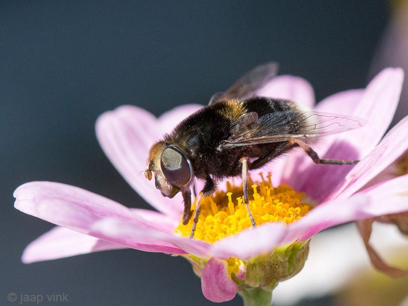 Hoverfly - Hommelbijvlieg - Eristalis intricaria