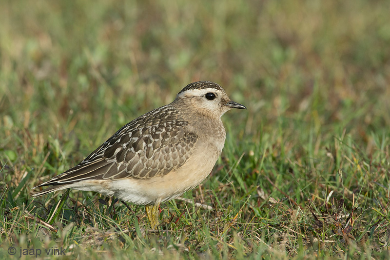 Eurasian Dotterel - Morinelplevier - Charadrius morinellus