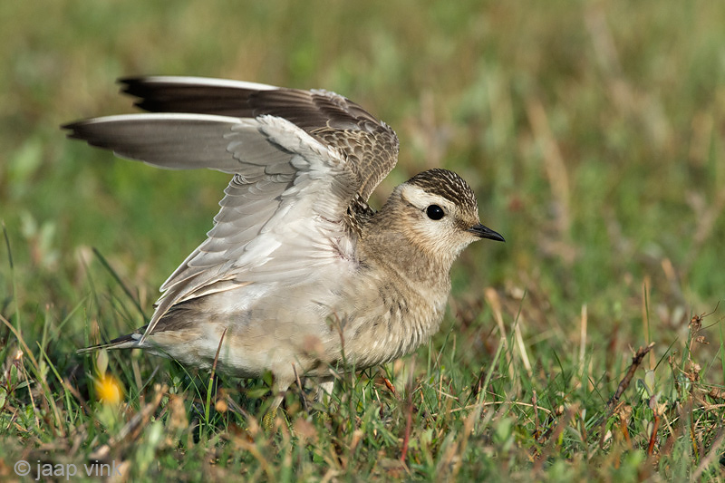 Eurasian Dotterel - Morinelplevier - Charadrius morinellus