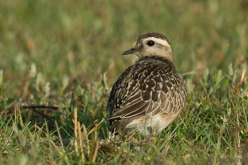 Eurasian Dotterel - Morinelplevier - Charadrius morinellus
