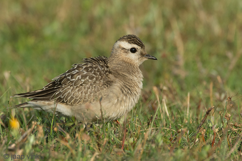 Eurasian Dotterel - Morinelplevier - Charadrius morinellus