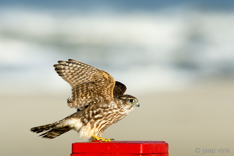 Merlin - Smelleken - Falco columbarius