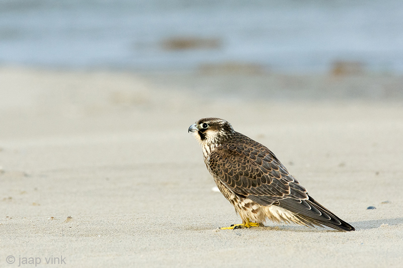 Peregrine - Slechtvalk - Falco peregrinus