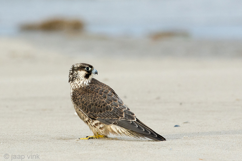 Peregrine - Slechtvalk - Falco peregrinus