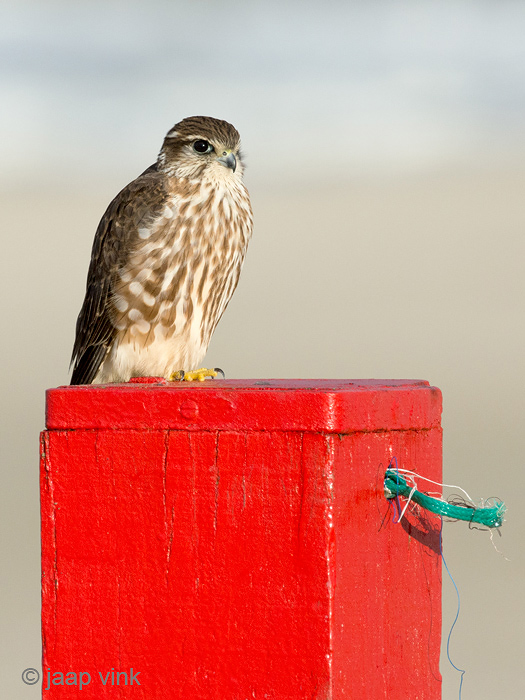 Merlin - Smelleken - Falco columbarius