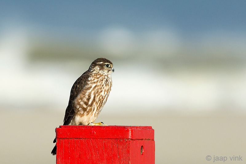 Merlin - Smelleken - Falco columbarius