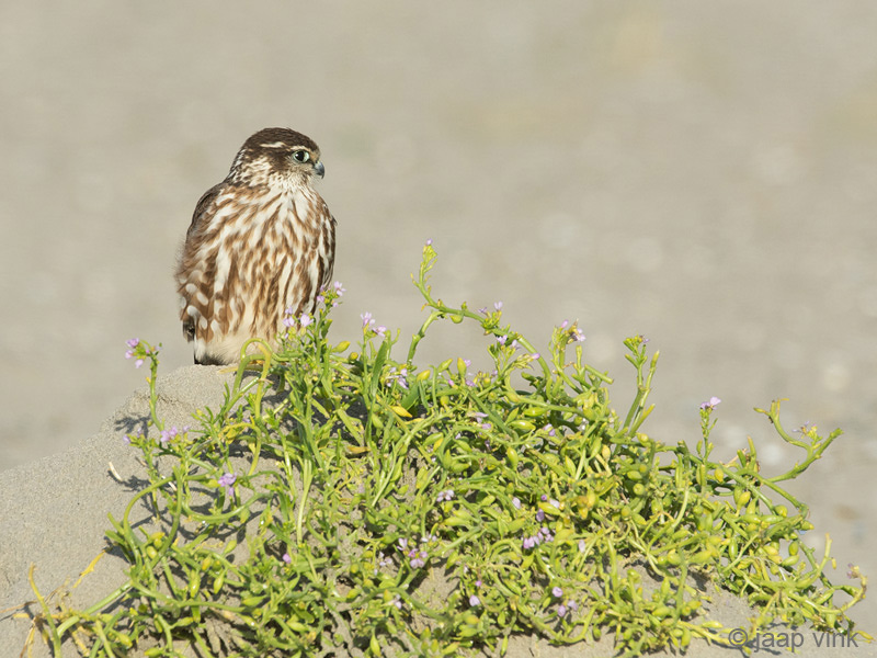Merlin - Smelleken - Falco columbarius