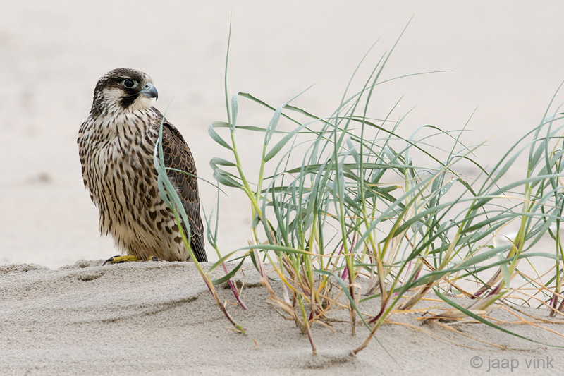Peregrine - Slechtvalk - Falco peregrinus
