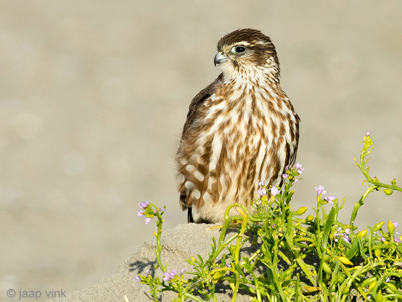 Merlin - Smelleken - Falco columbarius