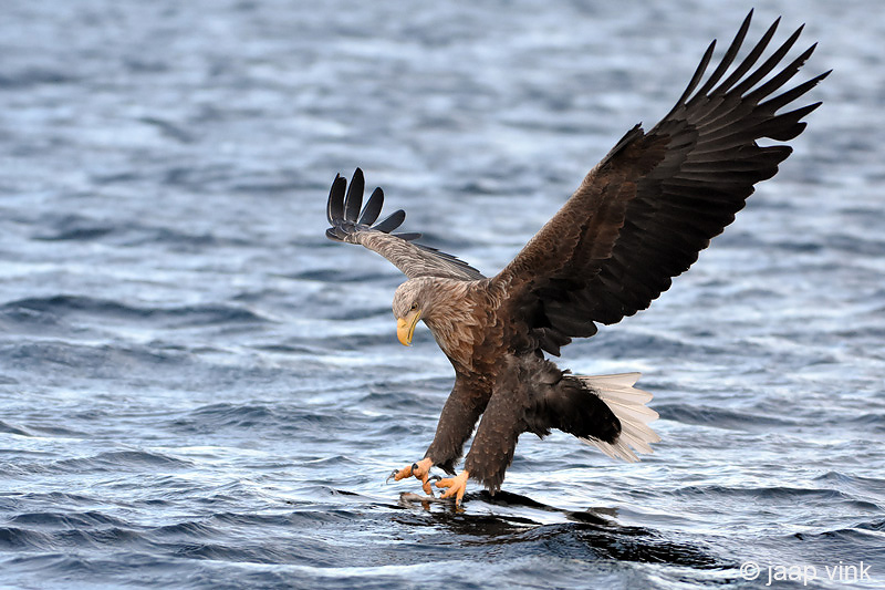 White-tailed Eagle - Zeearend - Haliaeetus albicilla