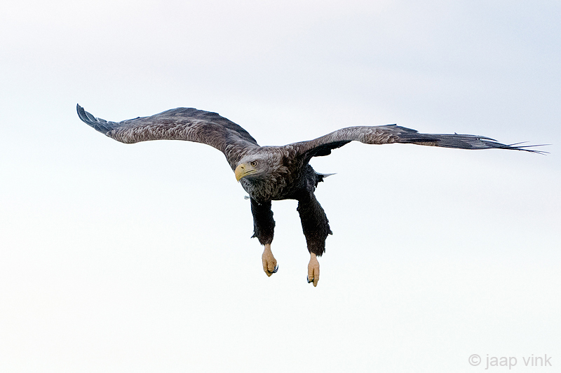 White-tailed Eagle - Zeearend - Haliaeetus albicilla