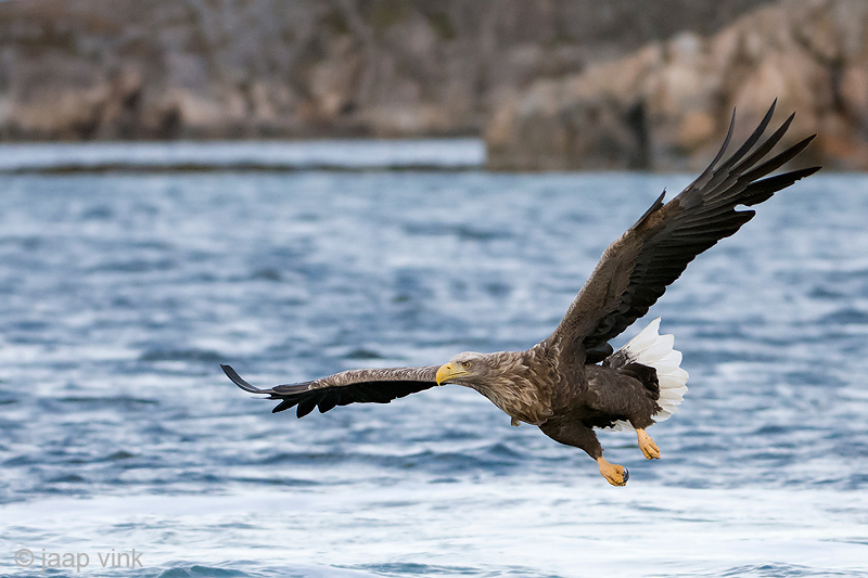 White-tailed Eagle - Zeearend - Haliaeetus albicilla