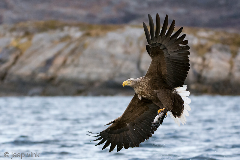 White-tailed Eagle - Zeearend - Haliaeetus albicillae