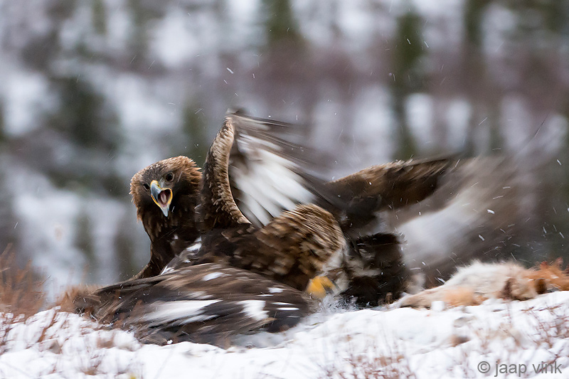 Golden Eagle - Steenarend - Aquila chrysaetos