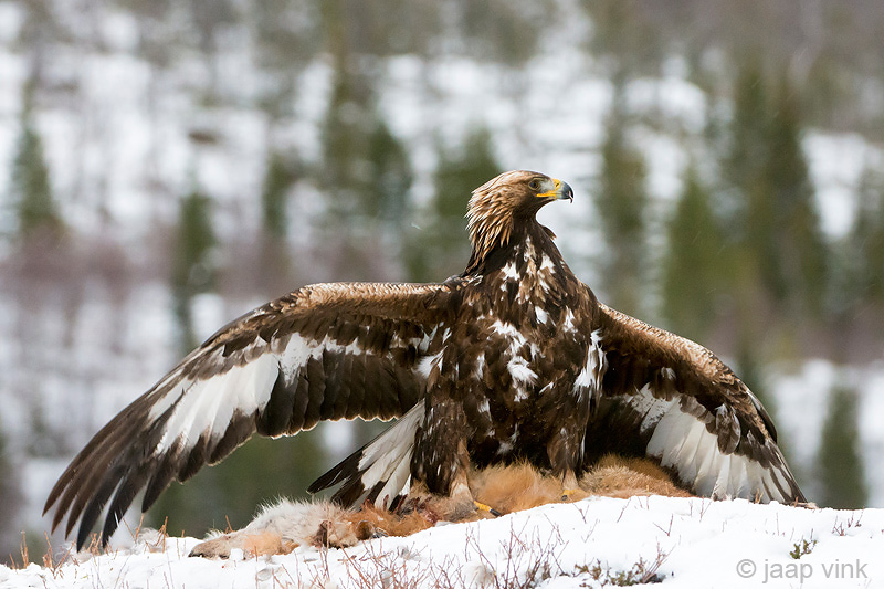 Golden Eagle - Steenarend - Aquila chrysaetos