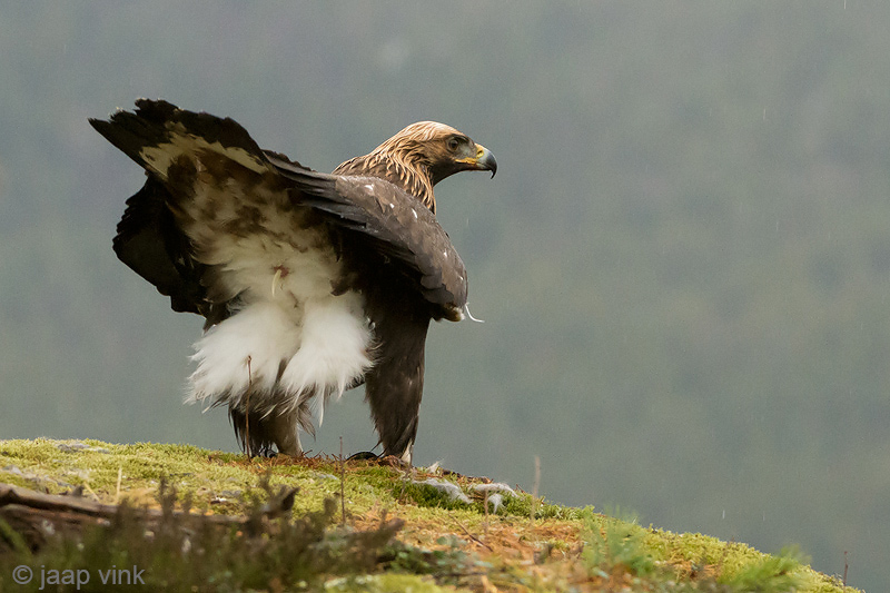 Golden Eagle - Steenarend - Aquila chrysaetos