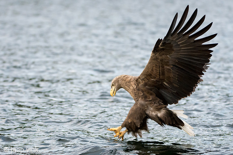 White-tailed Eagle - Zeearend - Haliaeetus albicillae