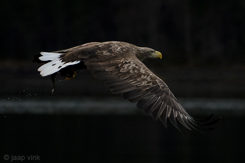 White-tailed Eagle - Zeearend - Haliaeetus albicillae