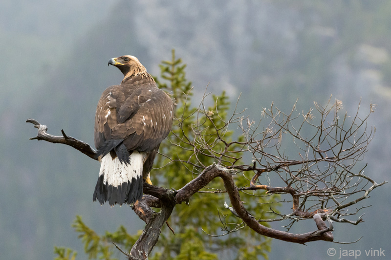 Golden Eagle - Steenarend - Aquila chrysaetos