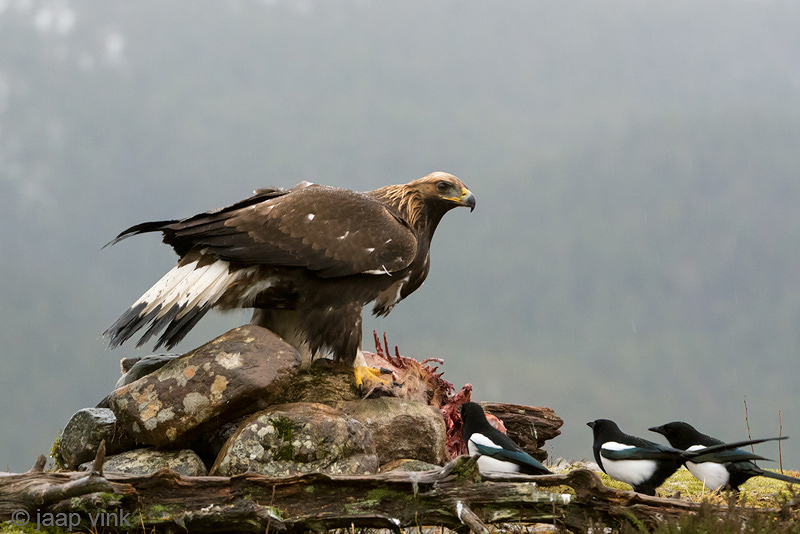 Golden Eagle - Steenarend - Aquila chrysaetos