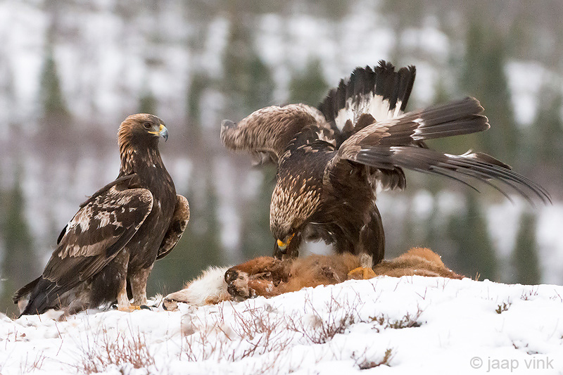 Golden Eagle - Steenarend - Aquila chrysaetos